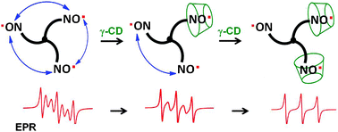 Graphical abstract: Control of spin–spin exchange interactions in polynitroxides through inclusion within γ-cyclodextrin