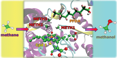 Graphical abstract: How do perfluorinated alkanoic acids elicit cytochrome P450 to catalyze methane hydroxylation? An MD and QM/MM study