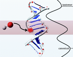 Graphical abstract: Interplay between hydroxyl radical attack and H-bond stability in guanine–cytosine