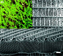 Graphical abstract: 3D titania photonic crystals replicated from gyroid structures in butterfly wing scales: approaching full band gaps at visible wavelengths