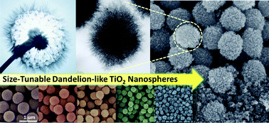 Graphical abstract: Formation of size-tunable dandelion-like hierarchical rutile titania nanospheres for dye-sensitized solar cells
