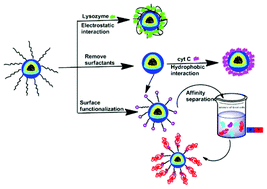 Graphical abstract: Superparamagnetic Fe3O4/PMMA composite nanospheres as a nanoplatform for multimodal protein separation