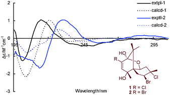 Graphical abstract: Two halosesquiterpenes from Laurencia composita
