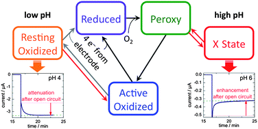 Graphical abstract: Developing the mechanism of dioxygen reduction catalyzed by multicopper oxidases using protein film electrochemistry