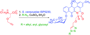 Graphical abstract: Synthetic diversification of natural products: semi-synthesis and evaluation of triazole jadomycins