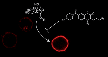 Graphical abstract: Quinoxalinone inhibitors of the lectin DC-SIGN