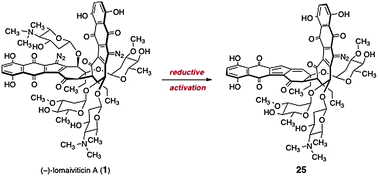 Graphical abstract: Characterization of a reductively-activated elimination pathway relevant to the biological chemistry of the kinamycins and lomaiviticins