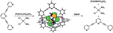 Graphical abstract: Stimuli-responsive Pd2L4 metallosupramolecular cages: towards targeted cisplatin drug delivery