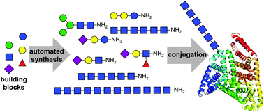 Graphical abstract: Streamlined access to conjugation-ready glycans by automated synthesis