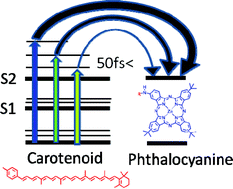 Graphical abstract: New light-harvesting roles of hot and forbidden carotenoid states in artificial photosynthetic constructs