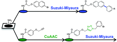 Graphical abstract: Expedient construction of small molecule macroarrays via sequential palladium- and copper-mediated reactions and their ex situ biological testing