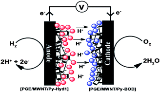 Graphical abstract: Order-of-magnitude enhancement of an enzymatic hydrogen-air fuel cell based on pyrenyl carbon nanostructures