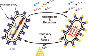 Graphical abstract: Engineering a gold-specific regulon for cell-based visual detection and recovery of gold