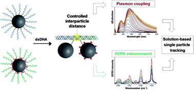 Graphical abstract: Tuning the interparticle distance in nanoparticle assemblies in suspension via DNA-triplex formation: correlation between plasmonic and surface-enhanced Raman scattering responses