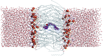 Graphical abstract: Tunable transmembrane chloride transport by bis-indolylureas