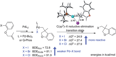 Graphical abstract: Theoretical study of Pd(0)-catalyzed carbohalogenation of alkenes: mechanism and origins of reactivities and selectivities in alkyl halide reductive elimination from Pd(ii) species