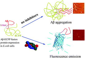 Graphical abstract: Metallosupramolecular complex targeting an α/β discordant stretch of amyloid β peptide