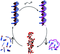 Graphical abstract: On the mechanism of dynamic polymerization via recycled ss-DNA templated assembly of non-natural bases