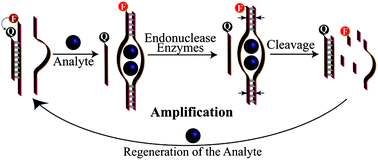 Graphical abstract: Amplified optical aptasensors through the endonuclease-stimulated regeneration of the analyte