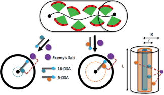 Graphical abstract: Loading and release capabilities of charged dendronized polymers revealed by EPR spectroscopy