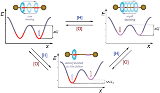 Graphical abstract: Redox divergent conversion of a [2]rotaxane into two distinct degenerate partners with different shuttling dynamics