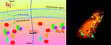 Graphical abstract: Magnetic nanoparticles for direct protein sorting inside live cells