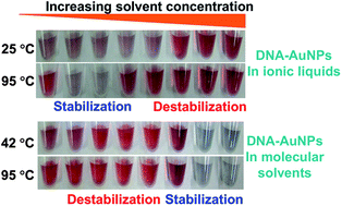 Graphical abstract: Exploring the thermal stability of DNA-linked gold nanoparticles in ionic liquids and molecular solvents