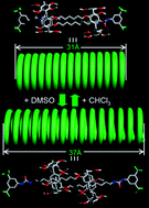 Graphical abstract: A solvent-driven molecular spring