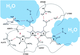 Graphical abstract: Unraveling the existence of dynamic water channels in light-harvesting proteins: alpha-C-phycocyanobilin in vitro