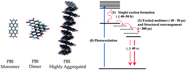 Graphical abstract: Exciton delocalization and dynamics in helical π-stacks of self-assembled perylene bisimides