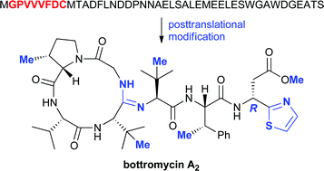 Graphical abstract: Posttranslational β-methylation and macrolactamidination in the biosynthesis of the bottromycin complex of ribosomal peptide antibiotics