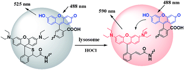 Graphical abstract: A self-referenced nanodosimeter for reaction based ratiometric imaging of hypochlorous acid in living cells