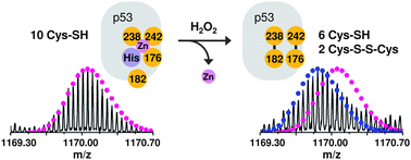 Graphical abstract: Redox regulation of tumour suppressor protein p53: identification of the sites of hydrogen peroxide oxidation and glutathionylation