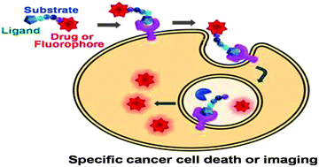 Graphical abstract: Dual-targeting delivery system for selective cancer cell death and imaging
