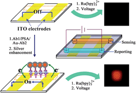 Graphical abstract: Electrochemiluminescence on bipolar electrodes for visual bioanalysis