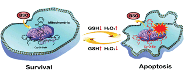 Graphical abstract: A near-infrared reversible fluorescent probe for real-time imaging of redox status changes in vivo