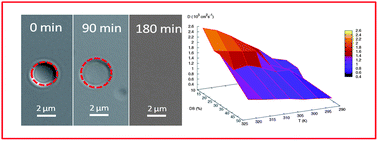 Graphical abstract: Biodegradable dextran based microgels: a study on network associated water diffusion and enzymatic degradation