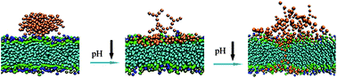 Graphical abstract: pH-responsive dendrimers interacting with lipid membranes