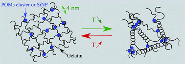 Graphical abstract: Biopolymer folding driven nanoparticle reorganization in bio-nanocomposites