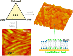 Graphical abstract: Biomimetic membrane rafts stably supported on unmodified gold