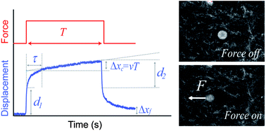 Graphical abstract: Direct correlation between creep compliance and deformation in entangled and sparsely crosslinked microtubule networks