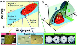 Graphical abstract: Charge-controlled metastable liquid–liquid phase separation in protein solutions as a universal pathway towards crystallization