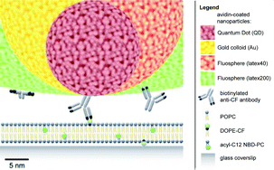 Graphical abstract: Probing the influence of the particle in Single Particle Tracking measurements of lipid diffusion