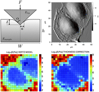 Graphical abstract: Thickness-corrected model for nanoindentation of thin films with conical indenters