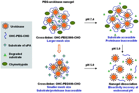 Graphical abstract: PEG-urokinase nanogels with enhanced stability and controllable bioactivity