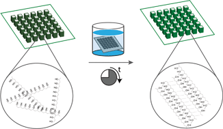 Graphical abstract: Surface adhered poly(vinyl alcohol) physical hydrogels as tools for rational design of intelligent biointerfaces