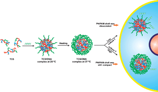 Graphical abstract: Thermo-responsive transfection of DNA complexes with well-defined chitosan terpolymers