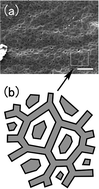 Graphical abstract: Ordered and foam structures of semifluorinated block copolymers in supercritical carbon dioxide