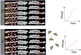 Graphical abstract: Phospholamban and its phosphorylated form require non-physiological transmembrane potentials to translocate ions