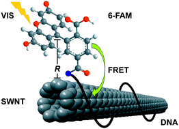 Graphical abstract: Influence of DNA conformation on the dispersion of SWNTs: single-strand DNAvs. hairpin DNA